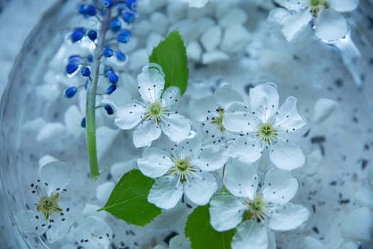 A serene still life showcasing white flowers and blue blooms floating in water, evoking tranquility.