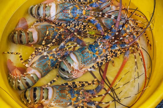 catch of fresh lobsters at the seafood street market in Asia