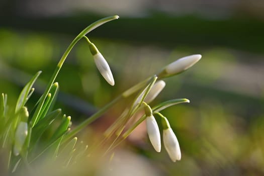 Snowdrops spring flowers. Beautifully blooming in the grass at sunset. Delicate Snowdrop flower is one of the spring symbols. (Amaryllidaceae - Galanthus nivalis).