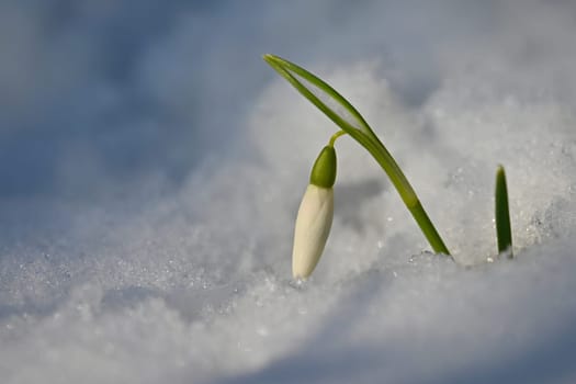 Snowdrops spring flowers. Beautifully blooming in the grass at sunset. Delicate Snowdrop flower is one of the spring symbols. (Amaryllidaceae - Galanthus nivalis).