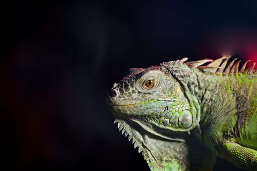 The iguana is illuminated, showcasing its bright scales and features.