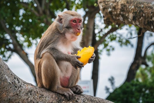 monkey eats mango sitting on a tree in the forest in the wild nature
