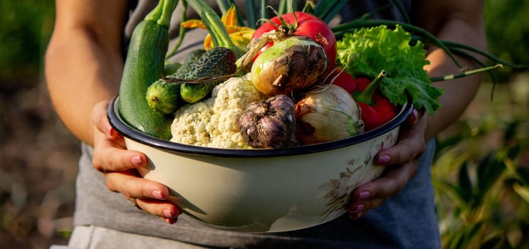 Elderly woman holding a bowl of vegetables on a garden background. Selective focus.