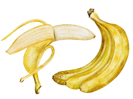 Banana set watercolor. Hand drawn ripe tropical fruit. Clip art isolated on white background realistic exotic plant. Ideal for designing menus, price tags, labels and packaging of natural cosmetics. High quality photo