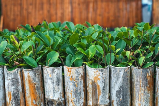 decorative natural bamboo fence for garden plants in Asia