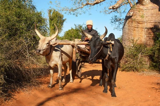 Ifaty, Madagascar - May 01, 2019: Unknown Malagasy man driving simple wooden cart pulled by two zebu cattle on bright sunny day, baobab tree and small bushes in background