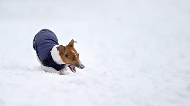 Small Jack Russell terrier wearing blue winter jacket playing with wooden stick on snow covered ground, holding in in her mouth
