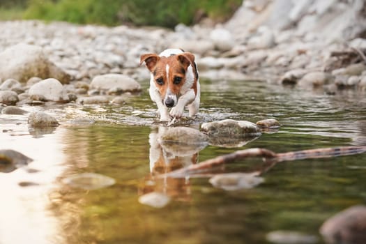 Jack Russell terrier crawling in shallow water towards camera, sun shines on river surface and small round stones