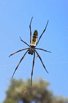 Red legged golden orb weaver spider female - Nephila inaurata madagascariensis, resting on her nest, sun over blurred bushes and sky in background