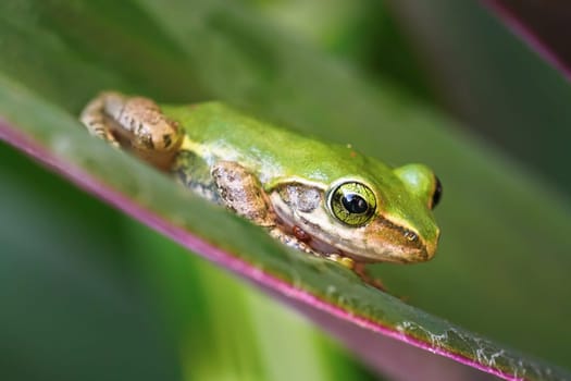 Small Madagascar green tree frog resting on green leaf, closeup detail