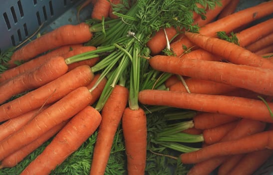 Heap of orange carrot roots with green leaves in plastic container, displayed at food market, closeup detail