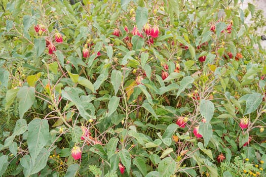 Local flora - small bushes with wet red rose like flowers, most of it endemic to Madagascar growing in Andringitra National Park as seen during trek to peak Boby