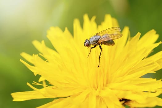Macro photo of fly insect standing on yellow bloom of dandelion flower. Horizontally.