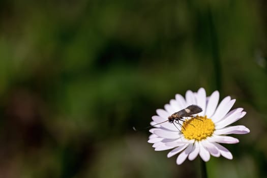 Natural closeup on a small insect drinking nectar from a common daisy flower, Bellis perennis.
