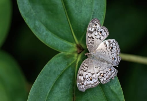 Grey pansy butterfly (Junonia atlites) is resting on green plant with open  wings. Horizontally.