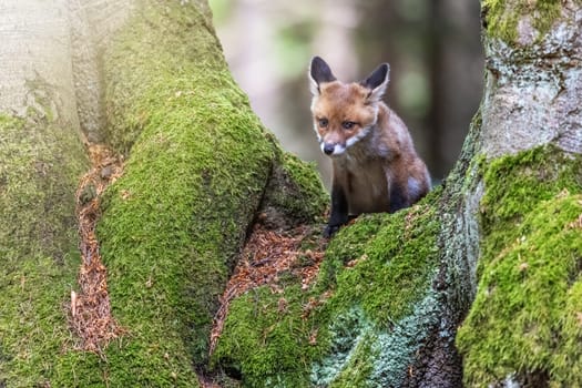 Adorable fox cub is posing in the forest between  two old trees. Horizontally.