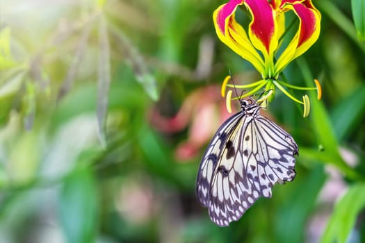 Malabar Tree Nymph butterfly (Idea malabarica) is hung on a colorful flower. Horizontally.