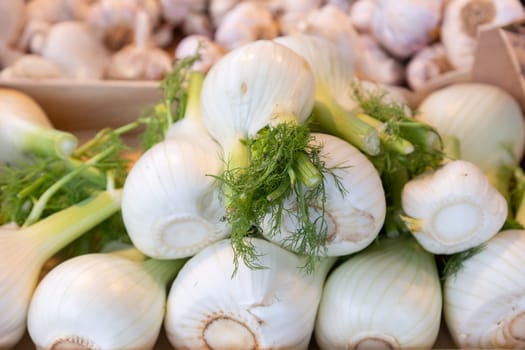 Fresh fennel bulbs with white layers and vibrant green fronds neatly arranged at a farmers market. Ideal for food photography, farm-fresh produce, gourmet cooking, and healthy eating concepts