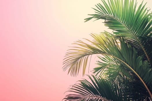 Composition of natural tropical palm branches on muted pink background. Horizontal tropical poster, banner template with space for text.