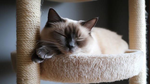 Domestic young Siamese cat sleeps sweetly on soft bed in the living room at home