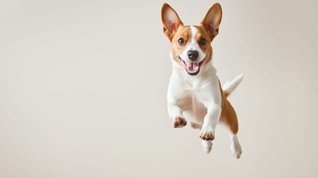 Happy active small Jack Russell Terrier dog leaps in mid air, pet playing, playful dog jumps into the air forward, on white studio background, advertising