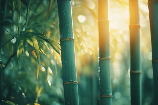 The rays of the morning sun break through the trunks of bamboo trees. Morning in the bamboo forest. Nature banner with bamboo forest