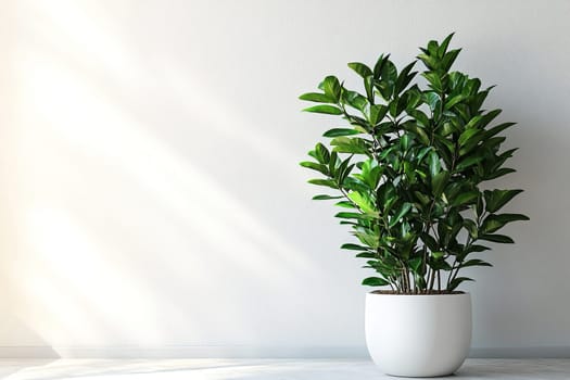 Zamioculcas plant in white flowerpot on white wall. Minimalist home decor concept with copy space