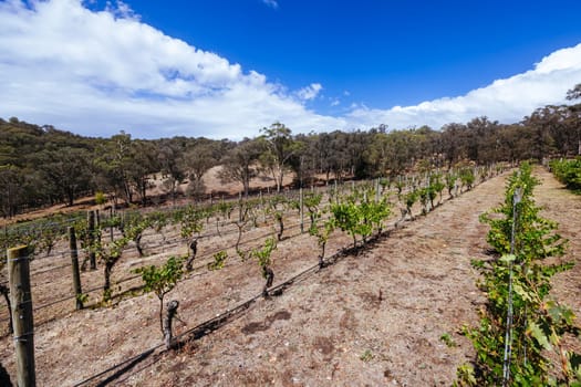 MELBOURNE, AUSTRALIA - FEBRUARY 15 2025: The grounds and historic buildings of Panton Hill Winery in Panton Hill, Melbourne, Victoria, Australia