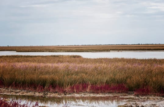 picturesque meadows and swamps of the island of Dzhagarych. bright grass grows on white sand. among the multi-colored grass you can see lakes of blue water. on the horizon is a bright blue sky