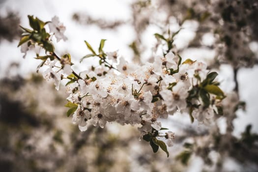 The image captures beautiful white blossoms adorning a branch, showcasing nature's delicate beauty and the freshness of spring amidst a soft, muted backdrop.