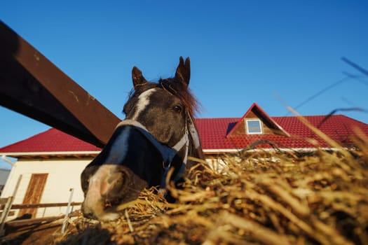 horse stretches its head over a wooden fence, munching on golden hay while basking in the gentle warmth of midday sun