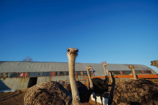 An ostrich is prominently displayed as it explores its surroundings near a wooden fence, with a rustic barn.