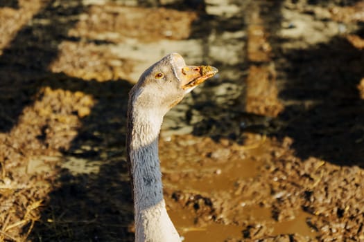 White goose foraging in a rustic farmyard under the warm afternoon sun