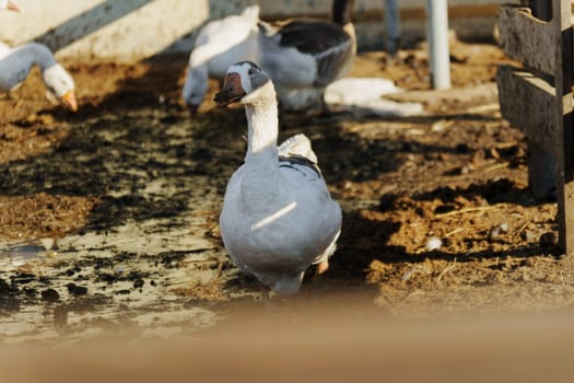 Geese foraging for food on a sunny day in a rural farmyard filled with rich earth and grass
