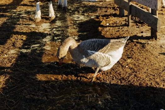 White goose foraging in a rustic farmyard under the warm afternoon sun
