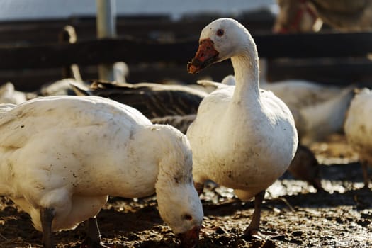 Group of geese gathers in a sunny spot on a farm, intently focused on foraging for food among the earthy tones of the ground.