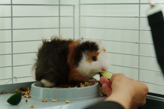 A playful guinea pig eagerly reaches for a slice of fresh cucumber during a delightful afternoon