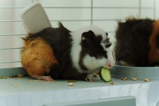 A cheerful guinea pig enjoys a delicious cucumber slice offered by its caring owner in a cozy indoor habitat