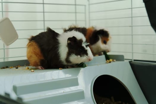 In a cozy corner, a curious guinea pig peeks out of its shelter, excitedly reaching for a refreshing cucumber