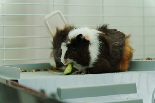 A cheerful guinea pig enjoys a delicious cucumber slice offered by its caring owner in a cozy indoor habitat
