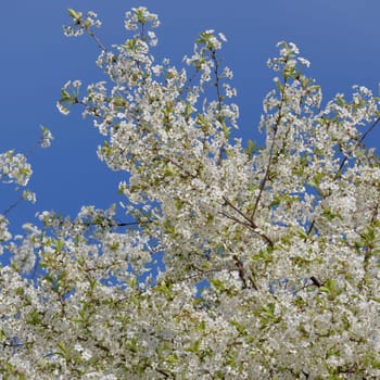 A sprig of white cherry blossoms against blue sky