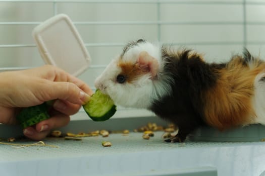 Gentle hand offers a crisp slice of cucumber, the inquisitive guinea pig emerges, savoring the refreshing treat with delight