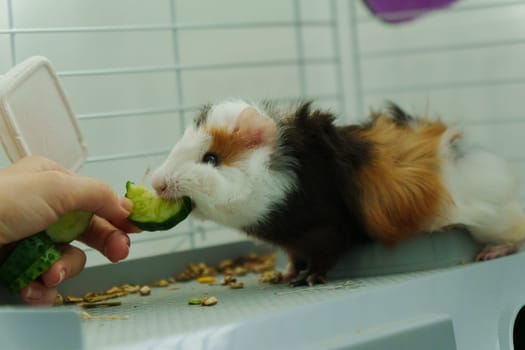 In a cozy corner, a curious guinea pig peeks out of its shelter, excitedly reaching for a refreshing cucumber