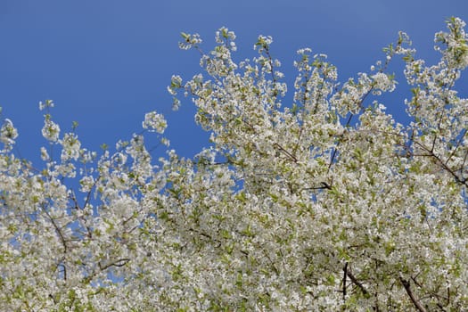 A sprig of white cherry blossoms against blue sky