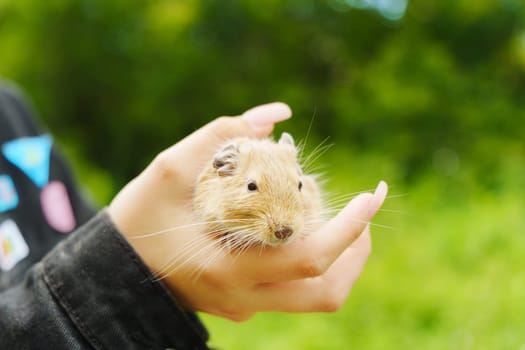 A playful squirrel enjoying cozy moments nestled in a warm hand during a sunny afternoon stroll in the backyard