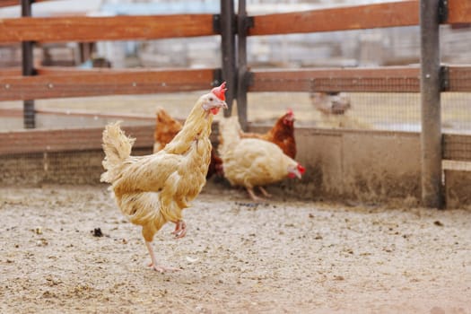Chickens are seen standing on top of a dirt ground, pecking and scratching at the surface.