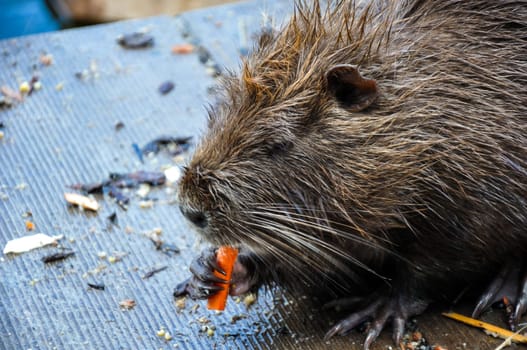Wet Myocastor coypus nutria nibbles carrot. Close-up