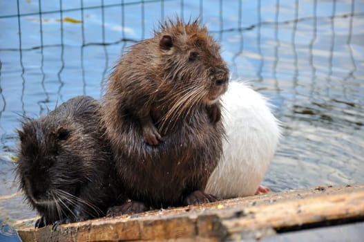 A group of Myocastor coypus nutria sit on a wooden platform near a river. Close-up