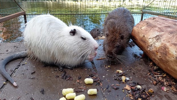 A pair of Myocastor coypus nutrias enjoying cereal sticks near a pond at a zoo