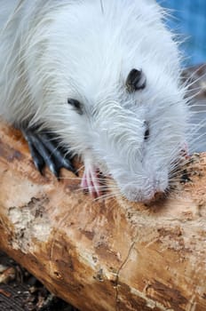 A white Myocastor coypus nutria sharpens its teeth on a wooden log